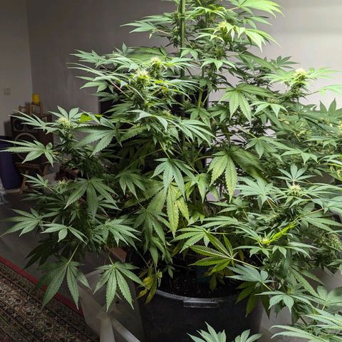 Jack Flash #5 growlog timeline photo