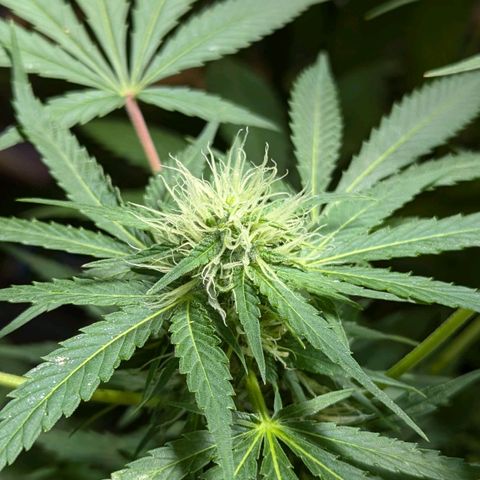 Jack Flash #5 growlog timeline photo