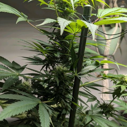Jack Flash #5 growlog timeline photo