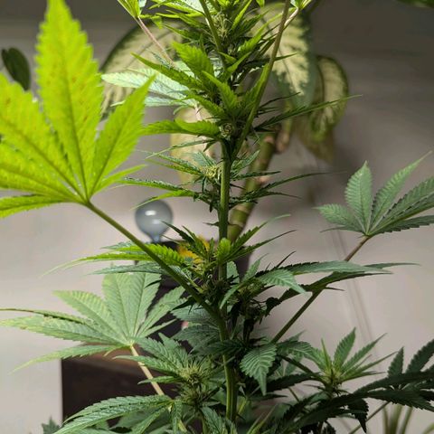 Jack Flash #5 growlog timeline photo
