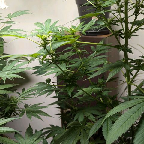 Jack Flash #5 growlog timeline photo
