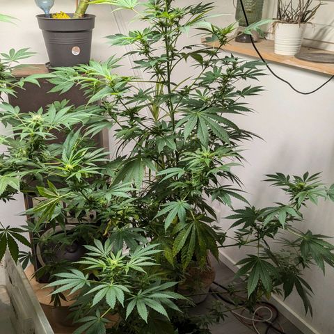 Jack Flash #5 growlog timeline photo