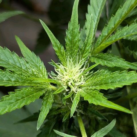 Jack Flash #5 growlog timeline photo