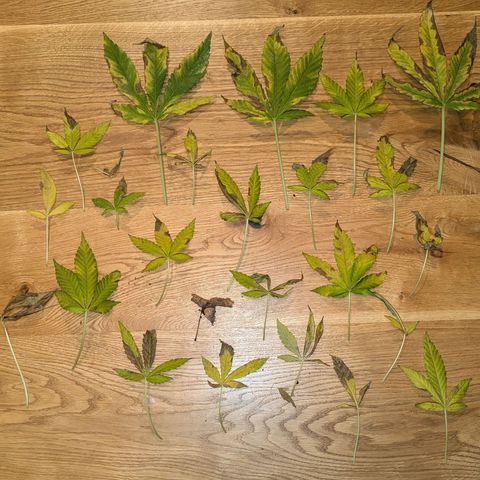 Jack Flash #5 growlog timeline photo