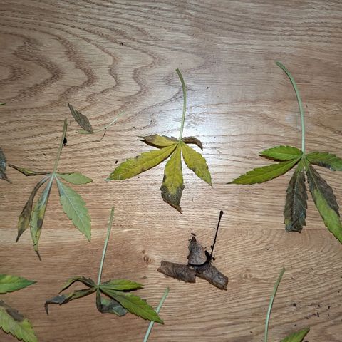 Jack Flash #5 growlog timeline photo
