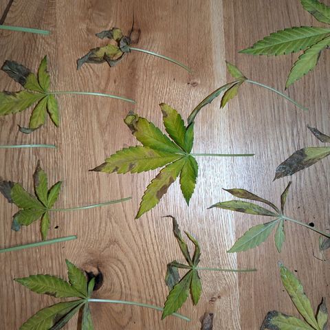 Jack Flash #5 growlog timeline photo
