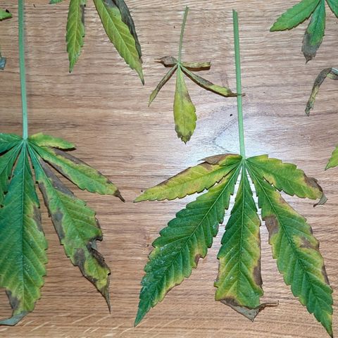Jack Flash #5 growlog timeline photo