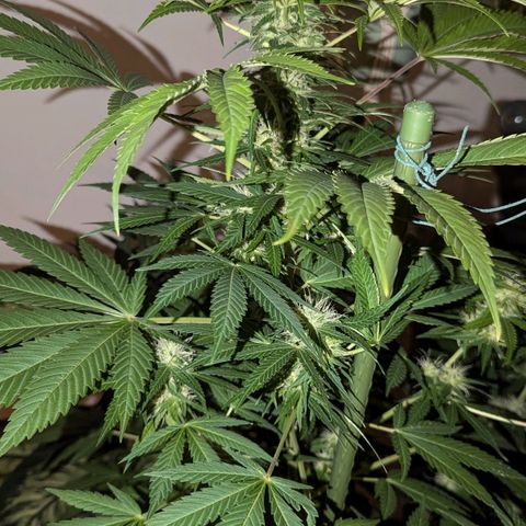 Jack Flash #5 growlog timeline photo