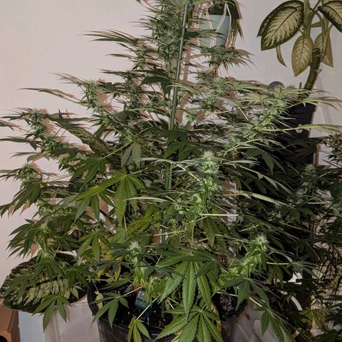 Jack Flash #5 growlog timeline photo