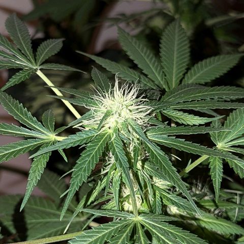 Jack Flash #5 growlog timeline photo