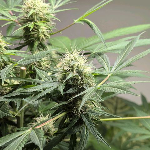 Jack Flash #5 growlog timeline photo