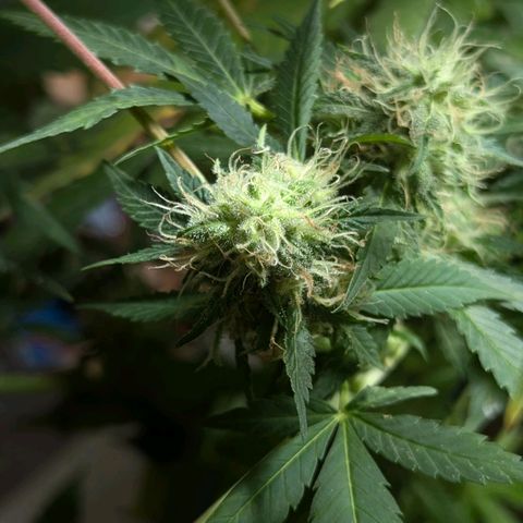 Jack Flash #5 growlog timeline photo