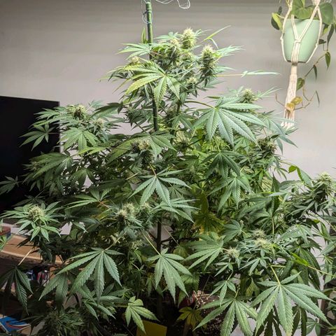 Jack Flash #5 growlog timeline photo