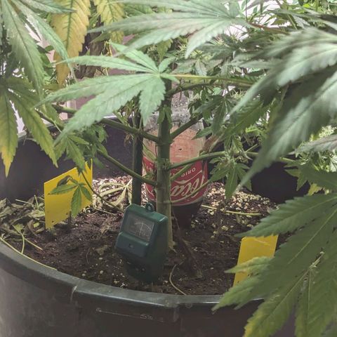 Jack Flash #5 growlog timeline photo