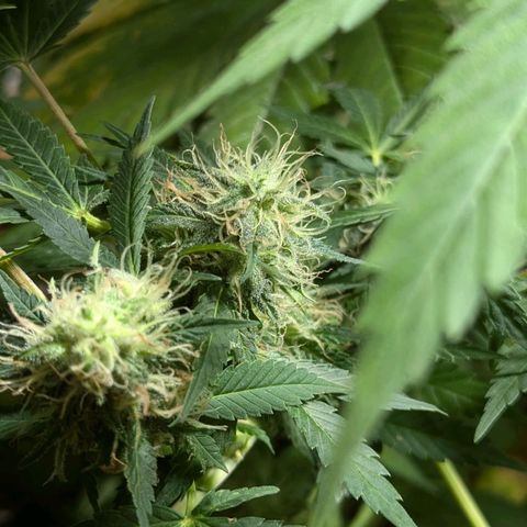 Jack Flash #5 growlog timeline photo