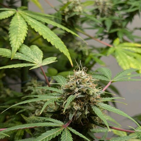 Jack Flash #5 growlog timeline photo