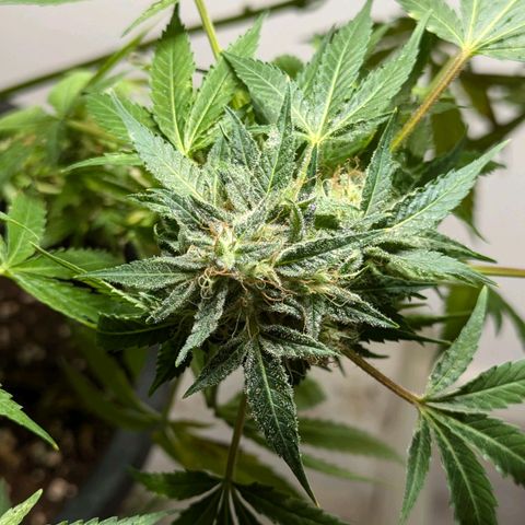 Jack Flash #5 growlog timeline photo