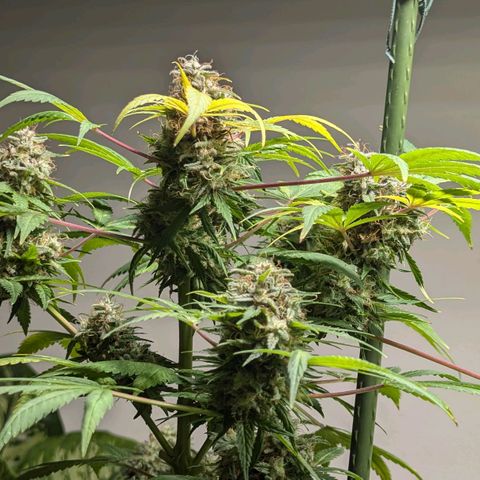 Jack Flash #5 growlog timeline photo