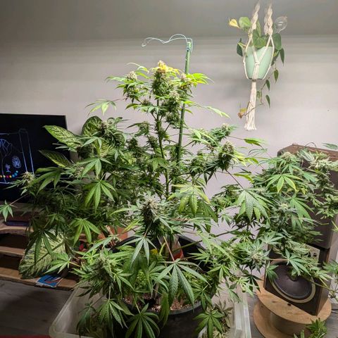 Jack Flash #5 growlog timeline photo