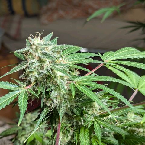 Jack Flash #5 growlog timeline photo