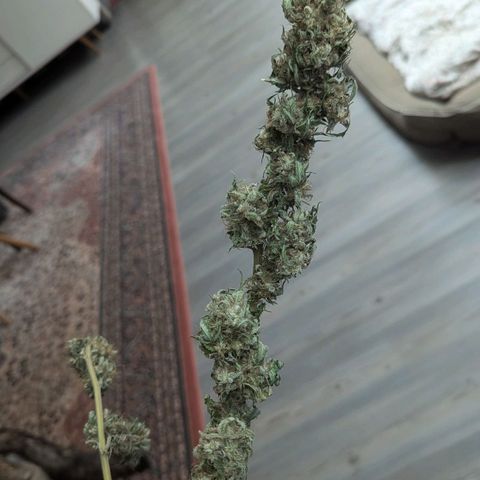 Jack Flash #5 growlog timeline photo
