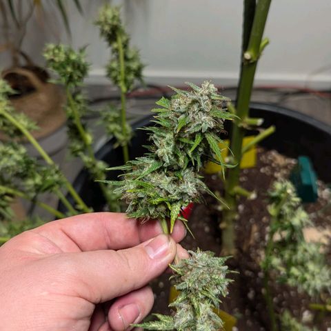 Jack Flash #5 growlog timeline photo