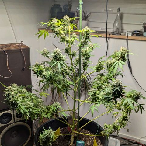 Jack Flash #5 growlog timeline photo