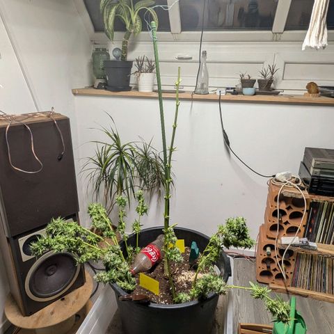 Jack Flash #5 growlog timeline photo