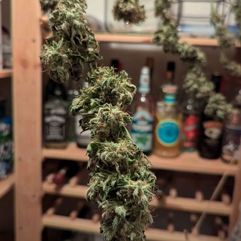 Jack Flash #5 growlog timeline photo