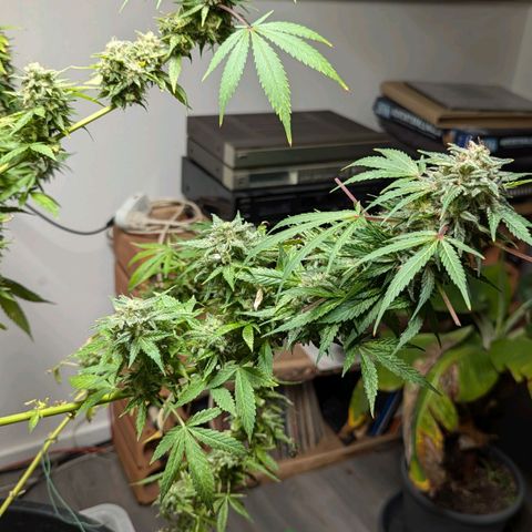 Jack Flash #5 growlog timeline photo