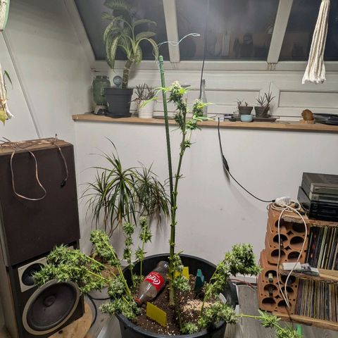 Jack Flash #5 growlog timeline photo