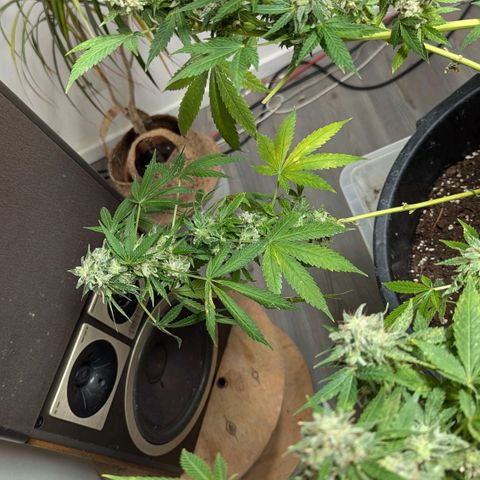 Jack Flash #5 growlog timeline photo