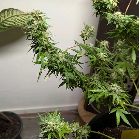 Jack Flash #5 growlog timeline photo