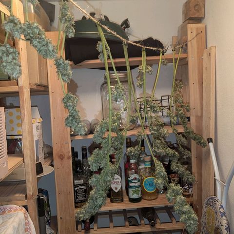 Jack Flash #5 growlog timeline photo