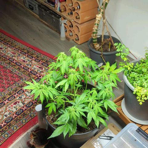 PS1 growlog timeline photo