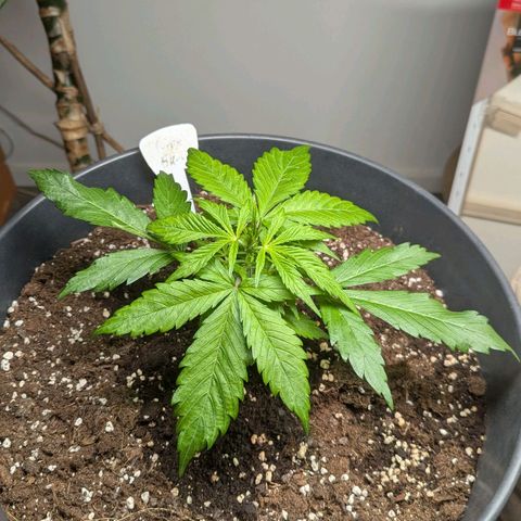 PS1 growlog timeline photo