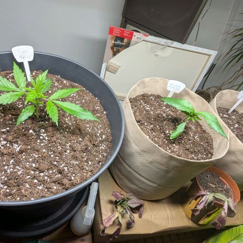 PS1 growlog timeline photo