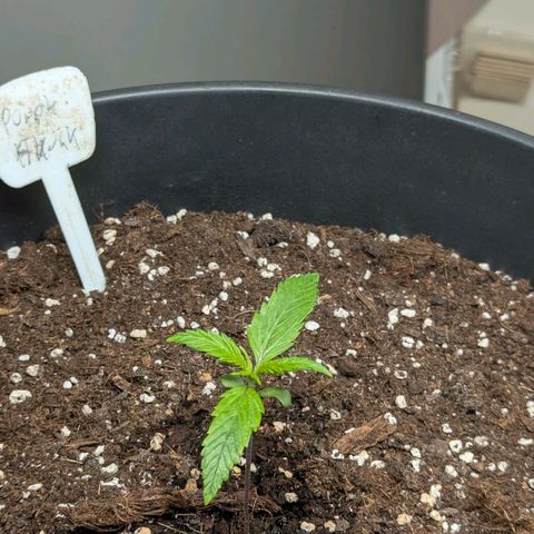 PS1 growlog timeline photo