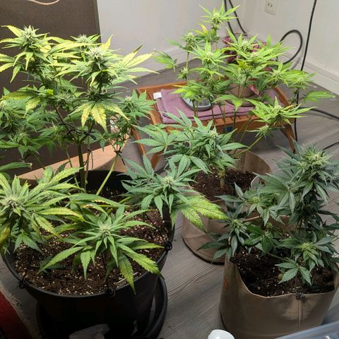 PS1 growlog timeline photo