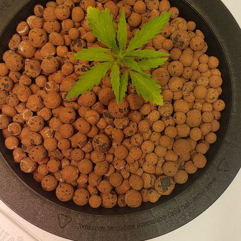 Gary Peyton #4 growlog timeline photo