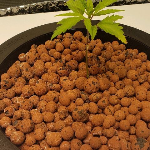 Gary Peyton #4 growlog timeline photo