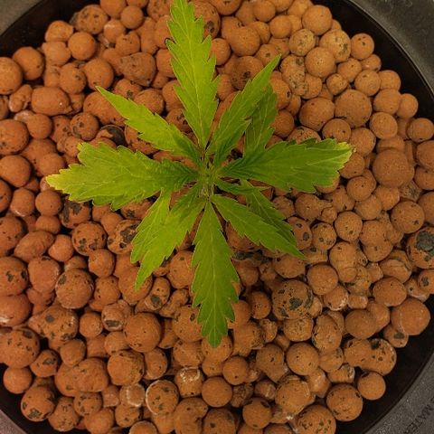 Gary Peyton #4 growlog timeline photo