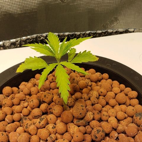 Gary Peyton #4 growlog timeline photo