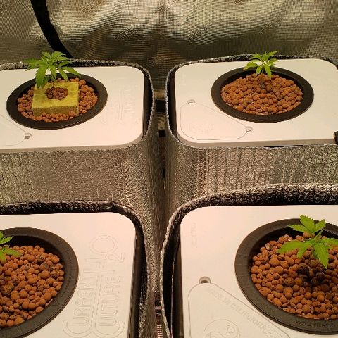 Gary Peyton #4 growlog timeline photo