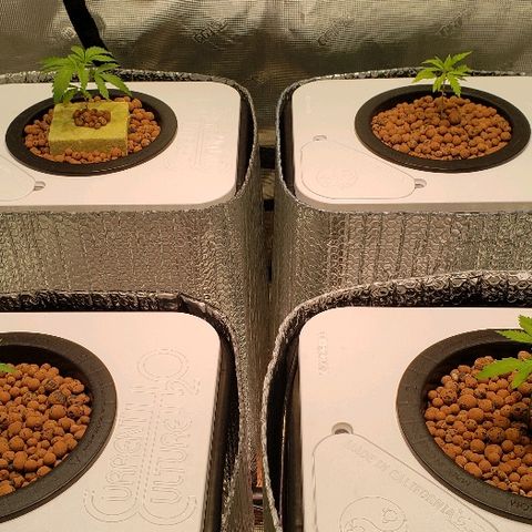 Gary Peyton #4 growlog timeline photo