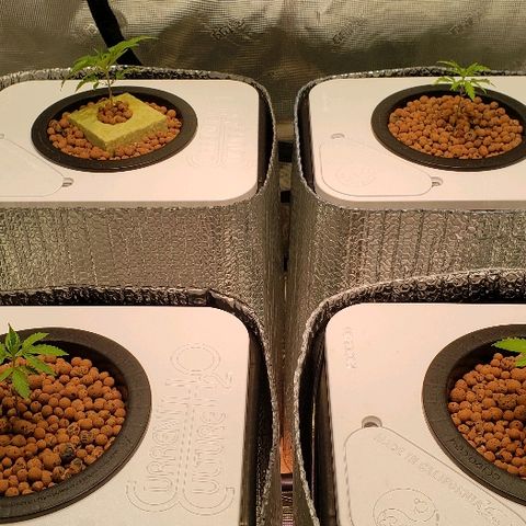 Gary Peyton #4 growlog timeline photo