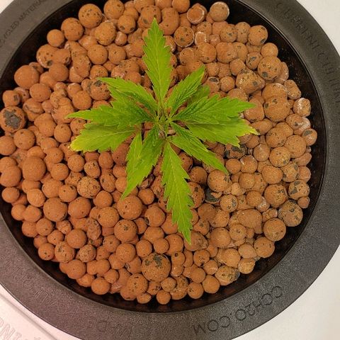 Gary Peyton #4 growlog timeline photo