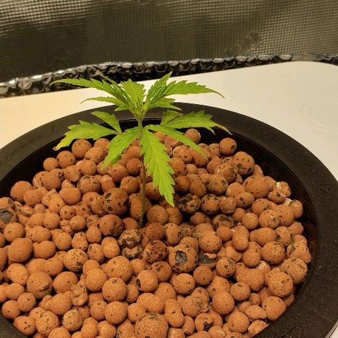 Gary Peyton #4 growlog timeline photo