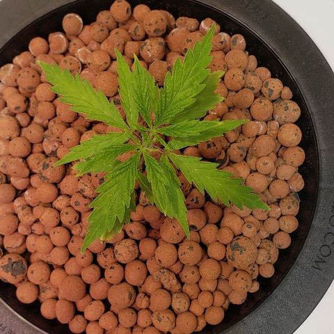 Gary Peyton #4 growlog timeline photo