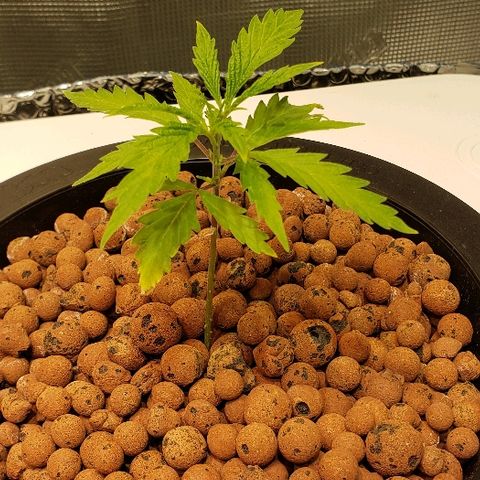 Gary Peyton #4 growlog timeline photo